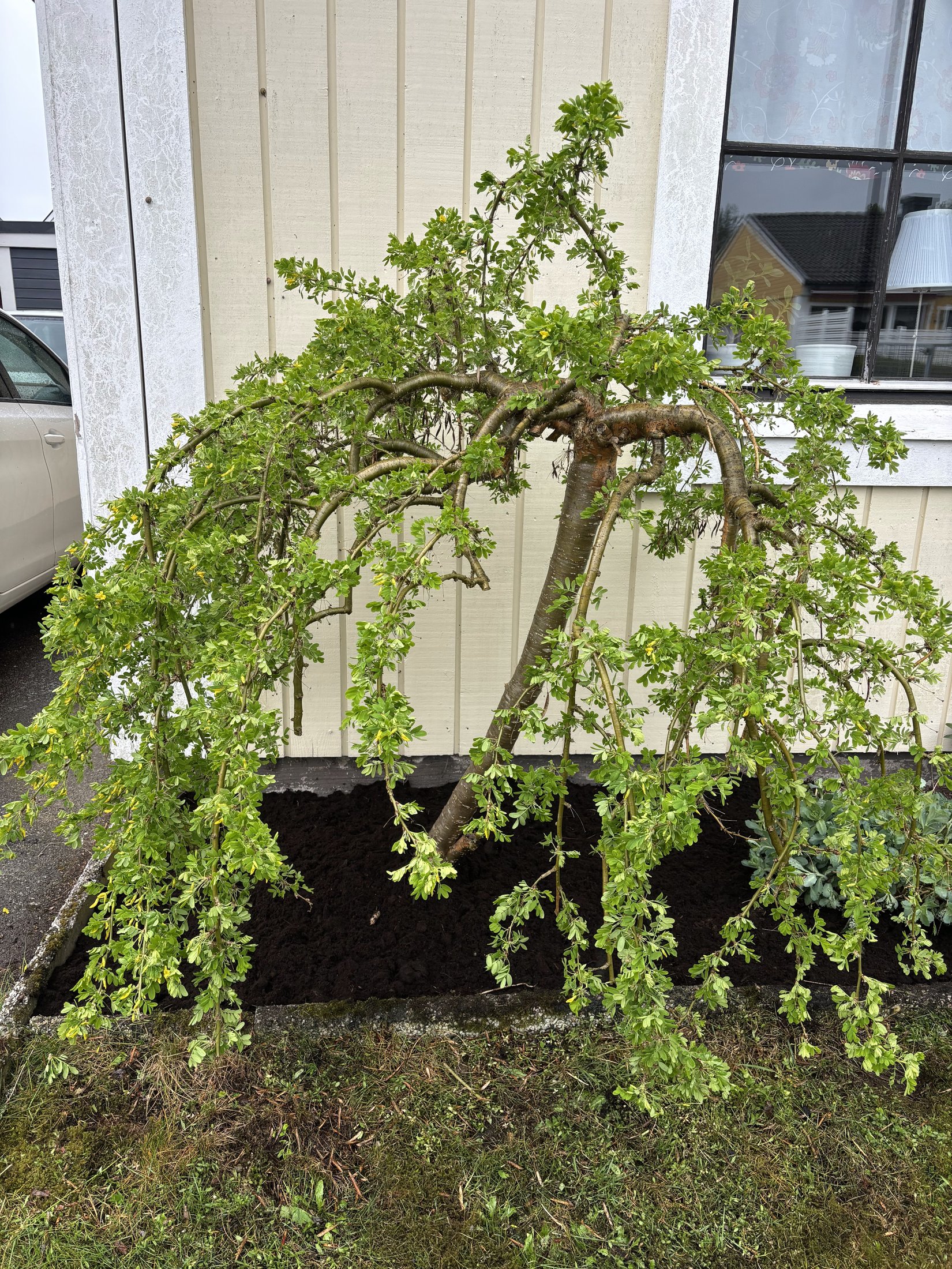 Prydnadsträd efter formning och bädd