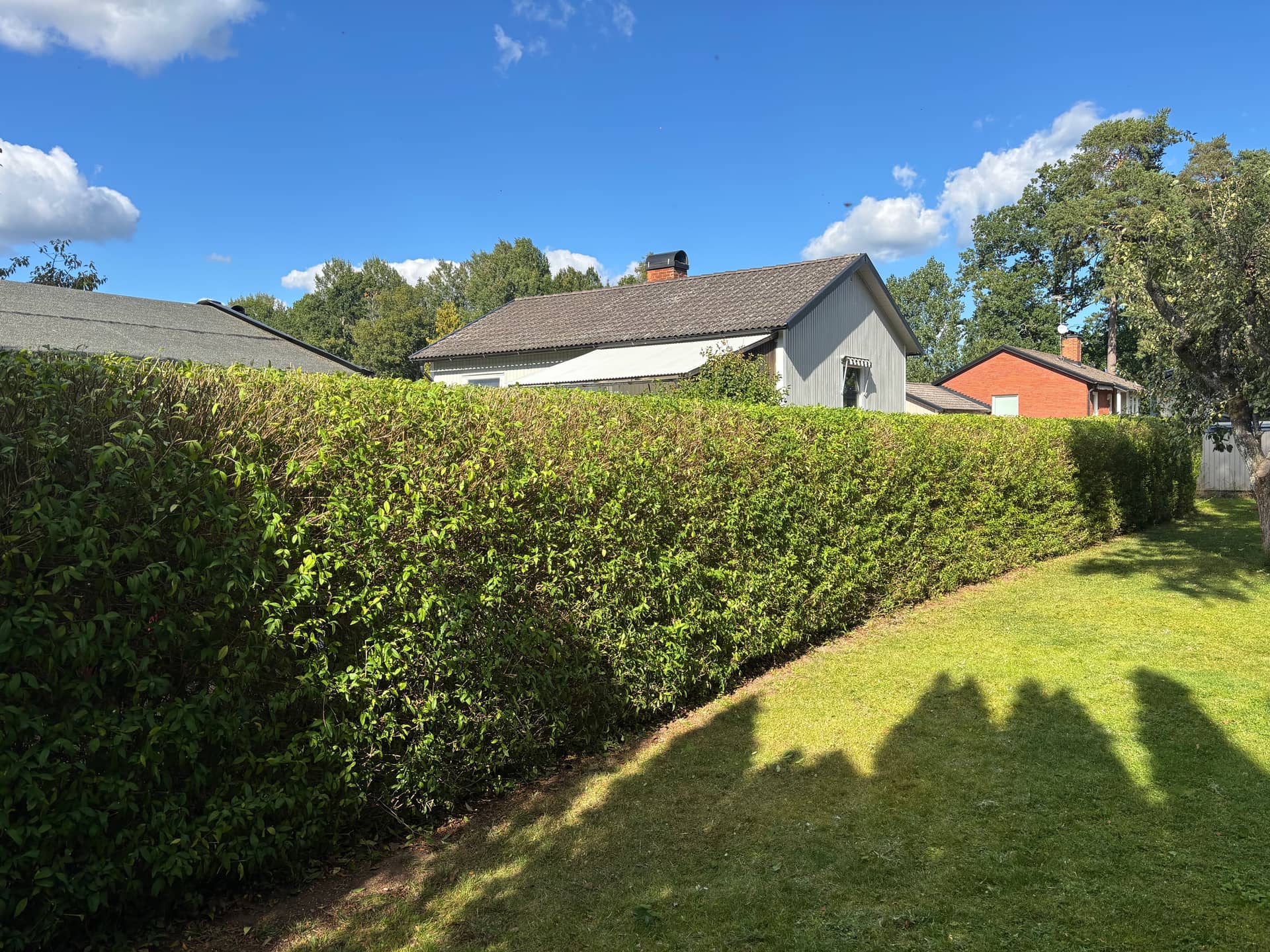 Jämn och välklippt häck efter klippning